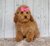 Cockapoo For Sale Sugarcreek OH Female-Hazel