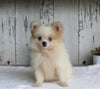 ACA Registered Pomeranian For Sale Millersburg OH Male-Tyson