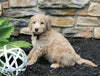 Mini Goldendoodle For Sale Sugarcreek OH Male-Miles
