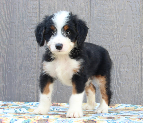Mini Bernedoodle For Sale Millersburg OH Male-Bobby