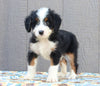 Mini Bernedoodle For Sale Millersburg OH Male-Bobby