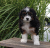 Mini Aussiedoodle For Sale Sugarcreek OH Female-Trixie