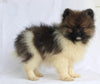 ACA Registered Pomeranian For Sale Millersburg OH Male-Alex