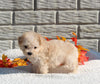 Maltipoo For Sale Holmesville OH Female-Macey