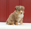 Australian Shepherd For Sale Holmesville OH Male-Arnie