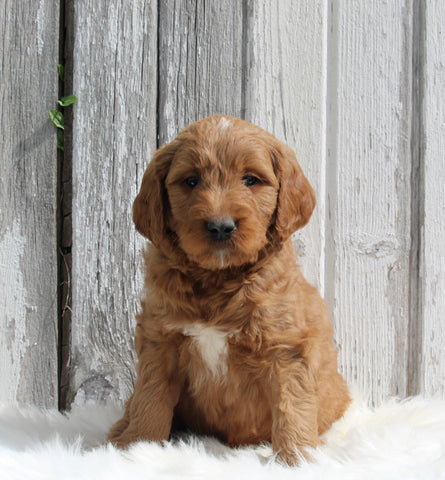 Goldendoodle For Sale Millersburg OH Male-Kody
