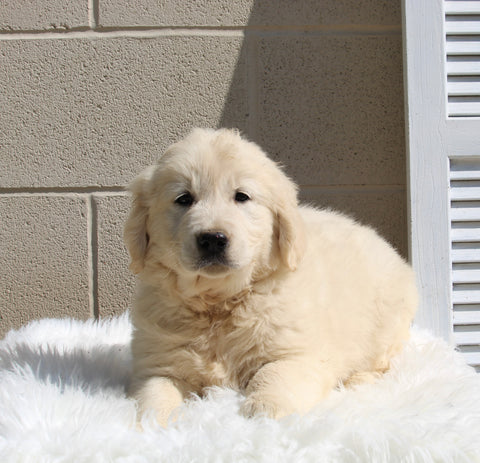 AKC English Cream Golden Retreiver For Sale Holmesville OH Male-Harley