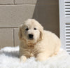 AKC English Cream Golden Retreiver For Sale Holmesville OH Male-Harley