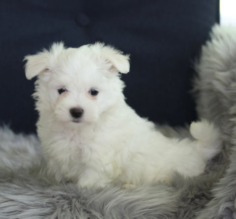ACA Registered Maltese For Sale Applecreek OH Male-Maverick