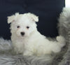 ACA Registered Maltese For Sale Applecreek OH Male-Maverick