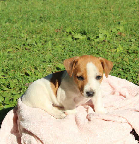 Jack Russell Terrier For Sale Fredericksburg OH Female-Winnie