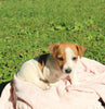 Jack Russell Terrier For Sale Fredericksburg OH Female-Winnie