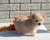 Maltipoo For Sale Holmesville OH Female-Macey