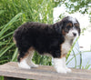 Mini Aussiedoodle For Sale Sugarcreek OH Female-Trixie