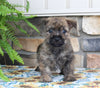 AKC Cairn Terrier For Sale Millersburg OH Male-Asher