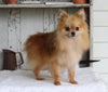 ACA Registered Pomeranian For Sale Millersburg OH Male-Winston