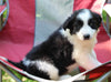 ABCA Registered Border Collie For Sale Warsaw OH Female-Misty