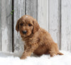 Goldendoodle For Sale Millersburg OH Male-Kody