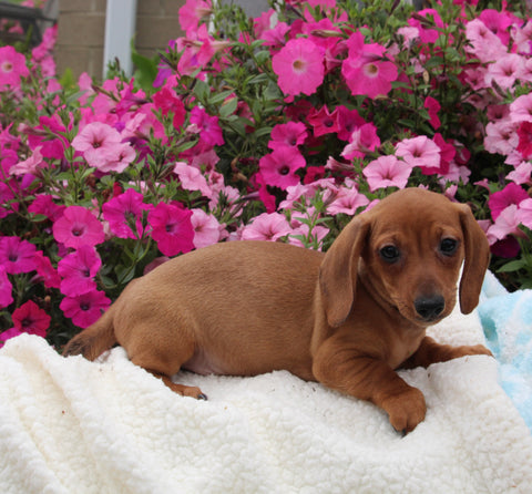 ACA Registered Dachshund For Sale Fredericksburg OH Male-Pepper