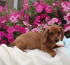 ACA Registered Dachshund For Sale Fredericksburg OH Male-Pepper