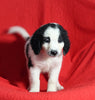 Mini Bernedoodle For Sale Sugarcreek OH Female-Bella
