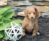 Mini Goldendoodle For Sale Sugarcreek OH Female-Sky