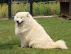AKC Registered Samoyed For Sale Danville OH Female-Heidi