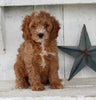 Cavapoo For Sale Millersburg OH Male-Tyke