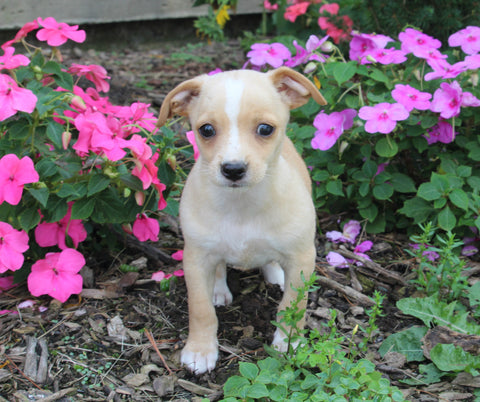 Chihuahua For Sale Mt. Vernon OH Male-Jenson