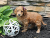 Mini Goldendoodle For Sale Sugarcreek OH Female-Sky