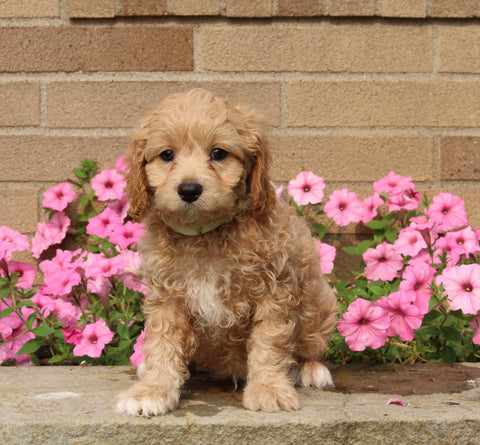 Forever Puppy For Sale Dalton OH Male-Cooper