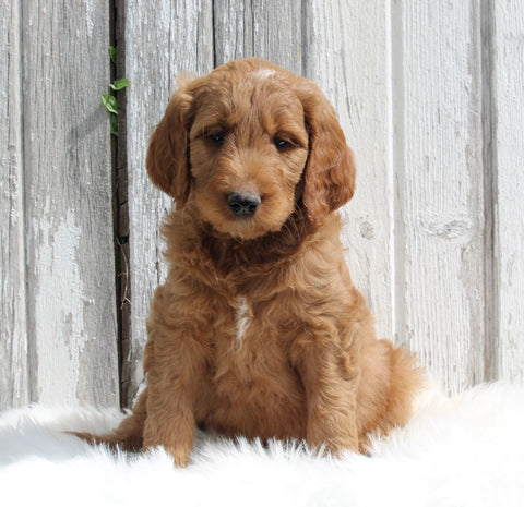Goldendoodle For Sale Millersburg OH Male-Charlie