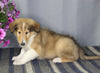 AKC Registered Collie Lassie For Sale Fredericksburg OH Male-Zane