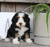 Mini Bernedoodle For Sale Millersburg OH Female-Penny