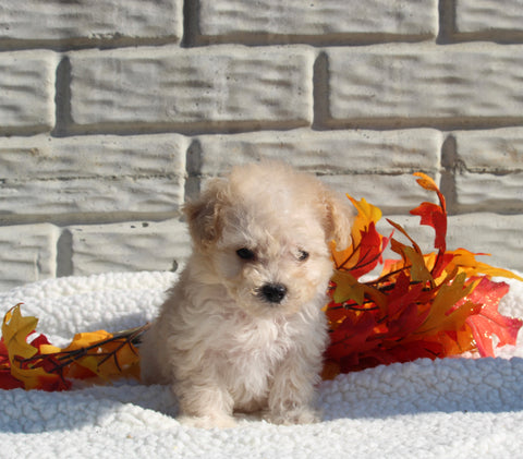 Maltipoo For Sale Holmesville OH Female-Macey