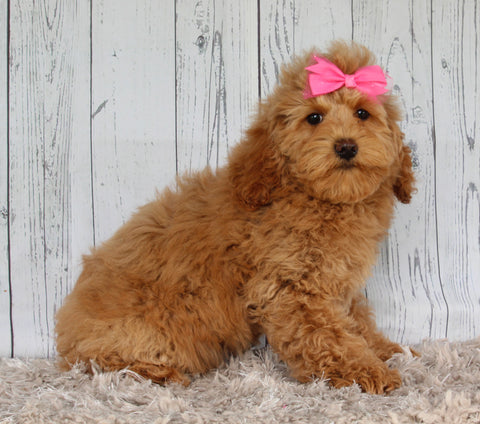 Cockapoo For Sale Sugarcreek OH Female-Hazel