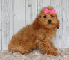 Cockapoo For Sale Sugarcreek OH Female-Hazel
