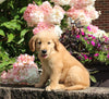 AKC Registered Golden Retriever For Sale Holmesville OH Male-Max