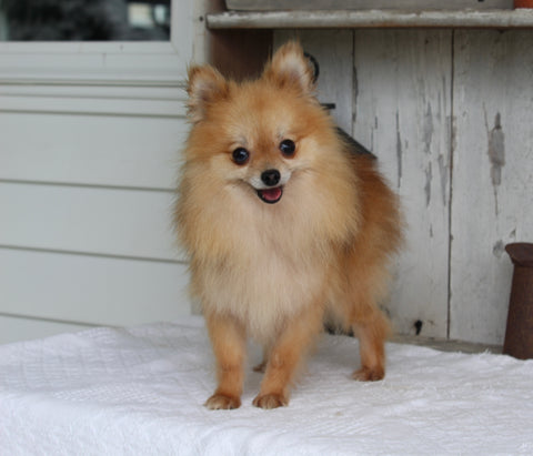 ACA Registered Pomeranian For Sale Millersburg OH Male-Winston