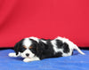 AKC Cavalier KCS For Sale Millersburg OH Female-Fiona