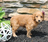 Mini Goldendoodle For Sale Sugarcreek OH Female-Sky