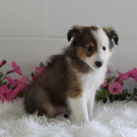 ACA Shetland Sheepdog For Sale Baltic OH Male-Ken