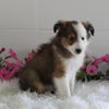 ACA Shetland Sheepdog For Sale Baltic OH Male-Ken