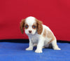 AKC Cavalier KCS For Sale Millersburg OH Female-Coco