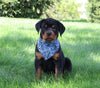 AKC Registered Rottweiler For Sale Sugarcreek OH Male-Diamond