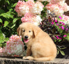 AKC Registered Golden Retriever For Sale Holmesville OH Male-Mason