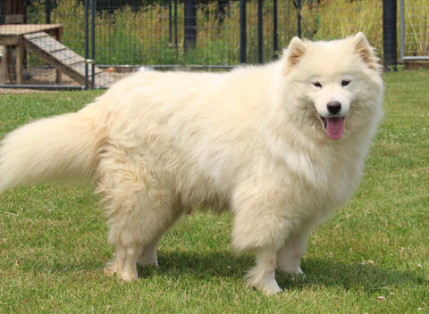 AKC Registered Samoyed For Sale Danville OH Female-Heidi