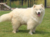 AKC Registered Samoyed For Sale Danville OH Female-Heidi