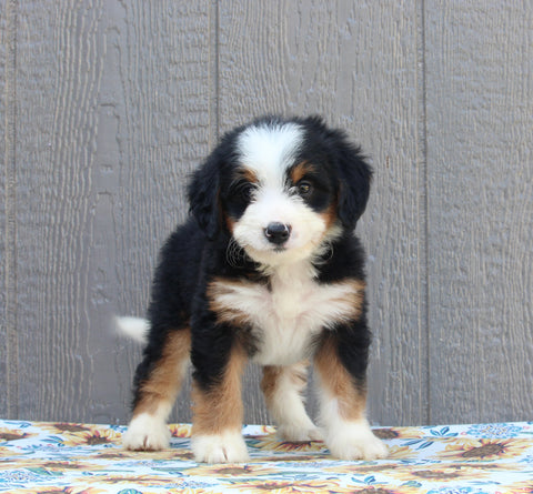 Mini Bernedoodle for Sale Millersburg OH Female-Carey