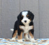 Mini Bernedoodle for Sale Millersburg OH Female-Carey
